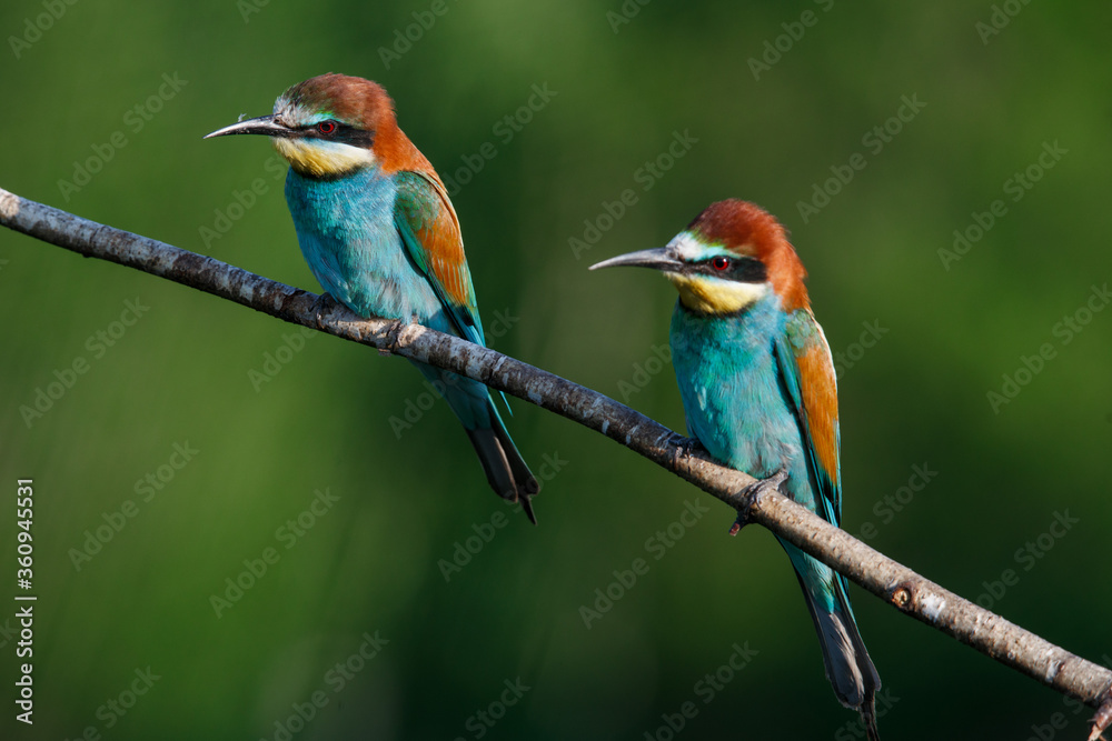 Fototapeta premium Golden bee-eater sitting on a branch