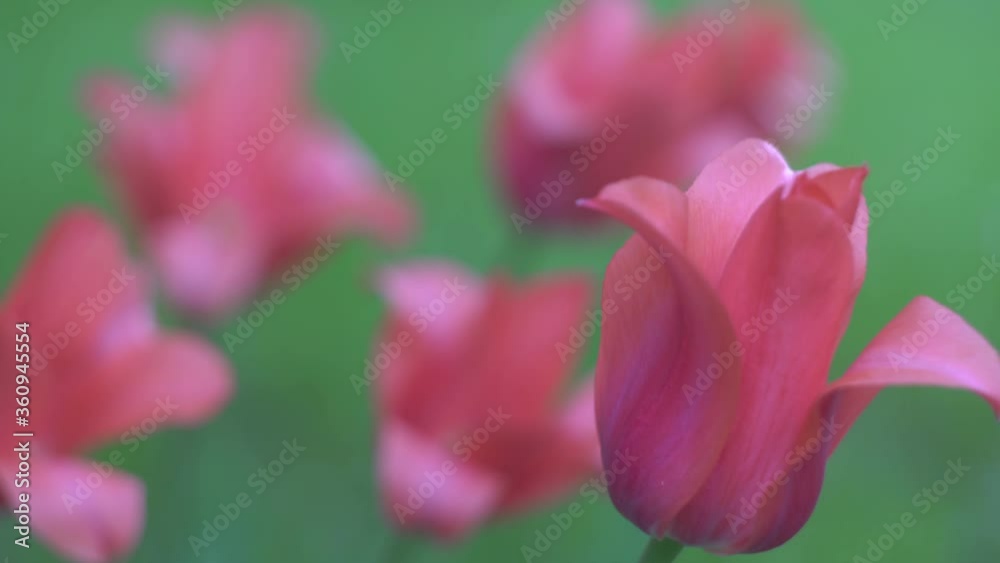 red flowers, tulips close-up, beautiful bokeh red flowers, tulips close-up, beautiful bokeh