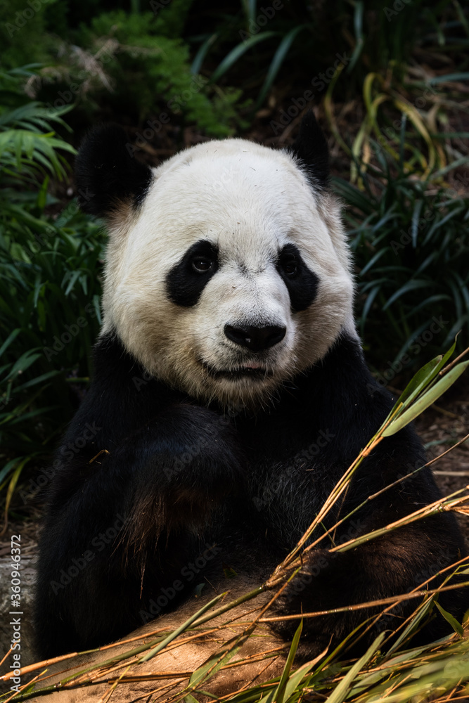 Obraz premium Giant Panda Eating Bamboo Shoots at Lunch Time. Furry Panda Bear Animal Looking at the Camera in a Jungle Habitat. Endangered Giant Panda Species and Conservation Concept