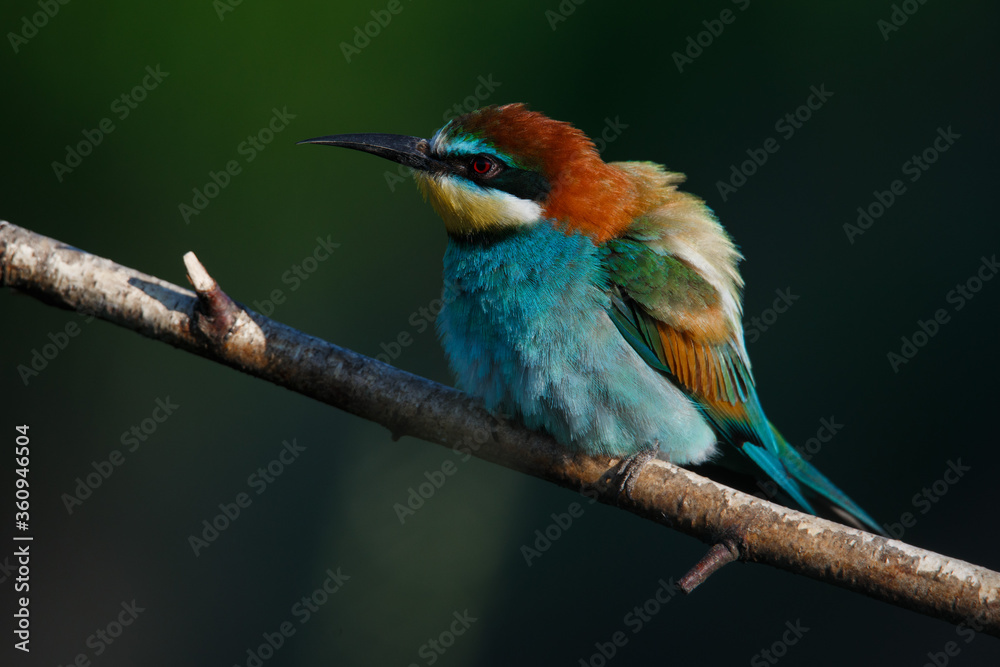 Golden bee-eater sitting on a branch Golden bee-eater sitting on a branch