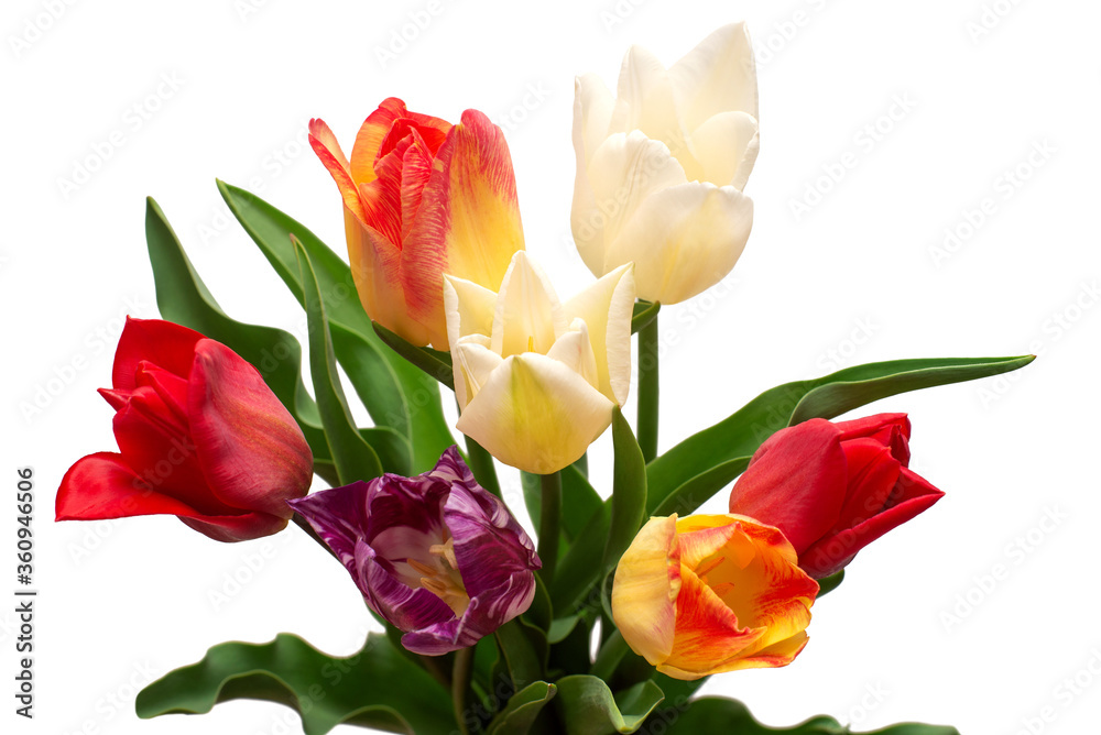 Bouquet of colorful and beautiful tulips flowers isolated on white background. Still life, wedding. Flat lay, top view Bouquet of colorful and beautiful tulips flowers isolated on white background. Still life, wedding. Flat lay, top view