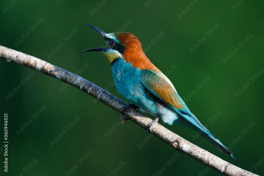 Golden bee-eater sitting on a branch Golden bee-eater sitting on a branch