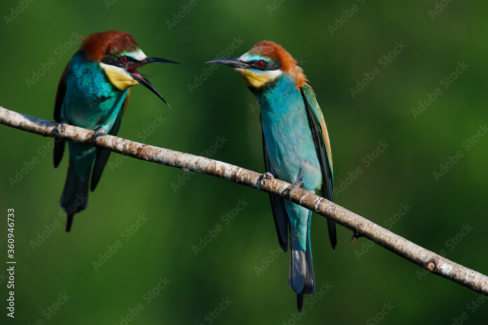 Fototapeta premium European bee eater Merops apiaster screaming at each other
