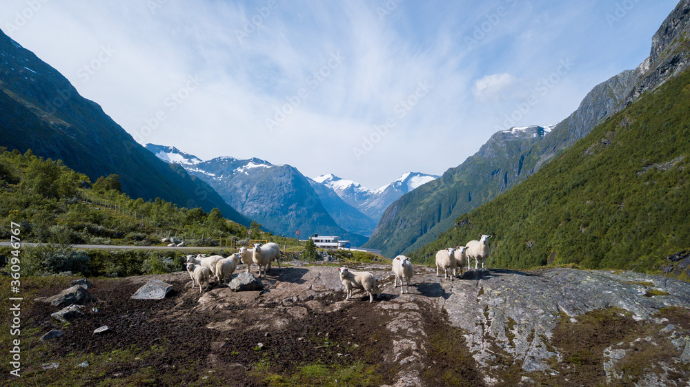 Moutons en montagne, Norvège