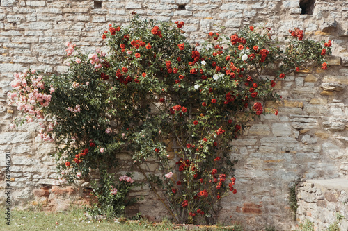 A large bush of red roses with many flowers on the wall of an old castle, ruins on a sunny day. Place for text. Ideal for greeting card, photo wallpaper, backgrounds and textures.