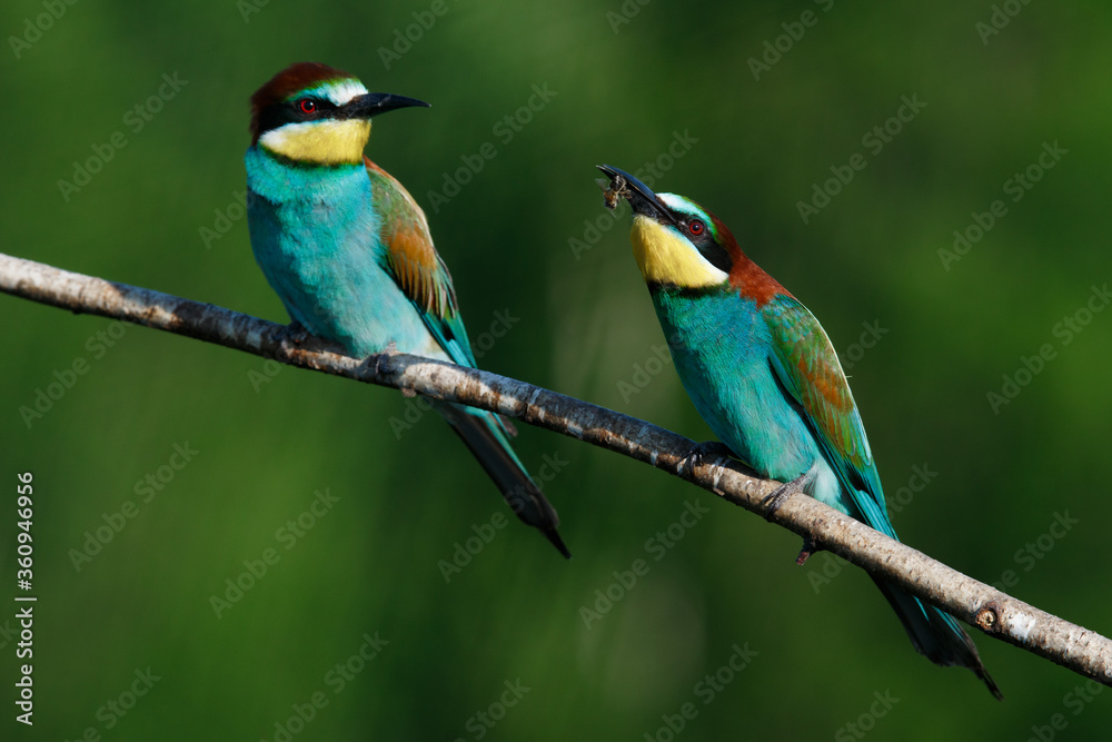 Fototapeta premium Golden bee-eater sitting on a branch