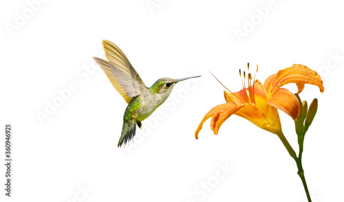 Juvenile male ruby throated hummingbird approaching a tiger lily, isolated on white.
