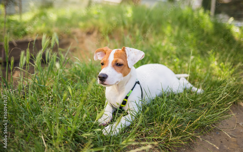 beautiful dog Jack Russell lies on the grass and looks at the camera beautiful dog Jack Russell lies on the grass and looks at the camera