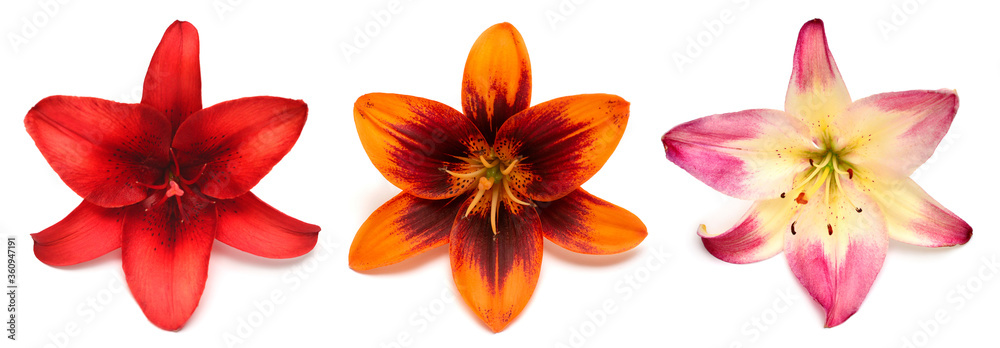 Flowers collection multicolored lilies isolated on white background. Stamen and pistil. Hello spring. Flat lay, top view. Object, studio, floral pattern