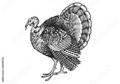 Turkey. Vector farm animals. Vintage retro style classic illustration.