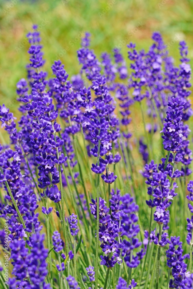 Naklejka premium A field of fragrant lavender flowers at a lavender farm in New Jersey, United States