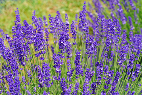 A field of fragrant lavender flowers at a lavender farm in New Jersey  United States