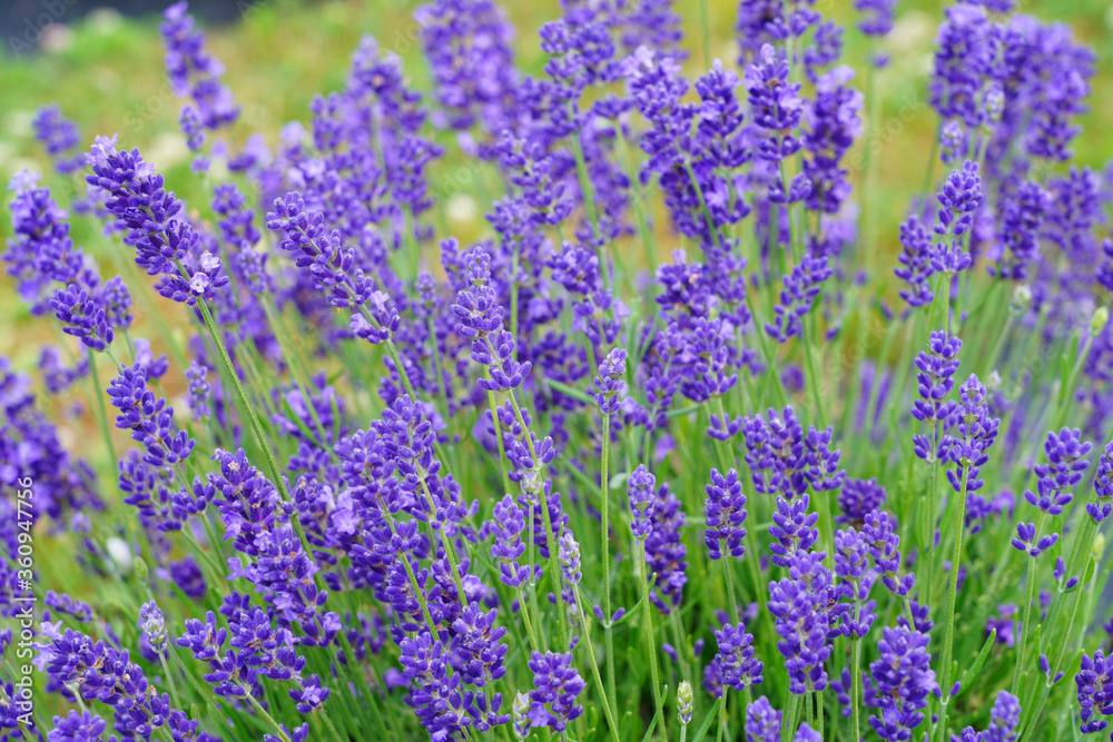 A field of fragrant lavender flowers at a lavender farm in New Jersey, United States