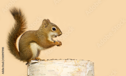 Young red squirrel on a birch log eating sunflower seeds.