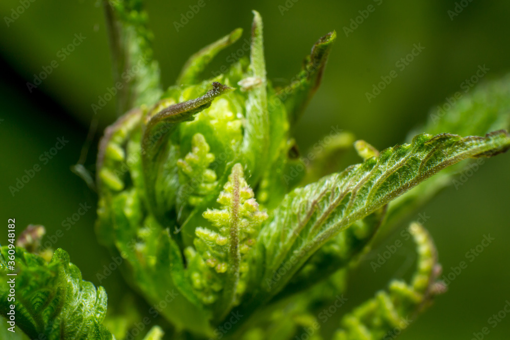 young nettle leaves, close up, macro, plant abstract beauty concept young nettle leaves, close up, macro, plant abstract beauty concept
