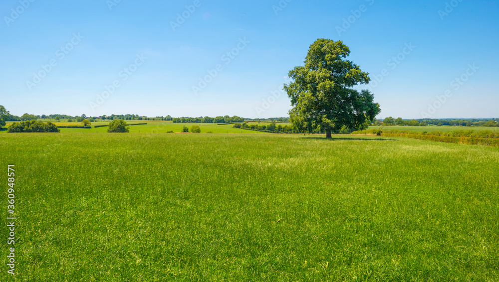 Obraz premium Grassy fields and trees with lush green foliage in green rolling hills below a blue sky in sunlight in summer
