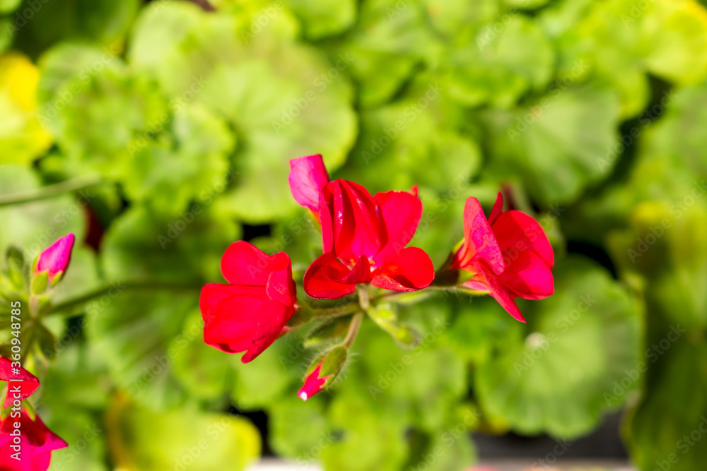 Red geranium flowers on a background of lush greenery in the garden center