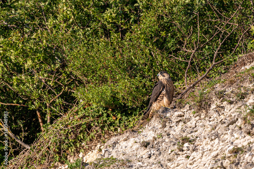 Peregrine Falcon, falco peregrinus