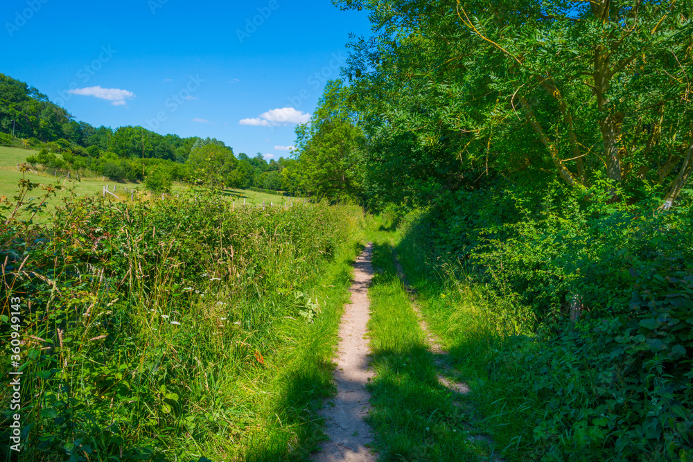 Sunken lane in a green deciduous forest in sunlight and shadows in summer Sunken lane in a green deciduous forest in sunlight and shadows in summer
