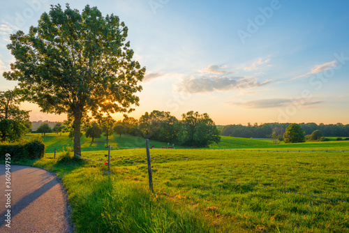 Grassy fields and trees with lush green foliage in green rolling hills below a blue sky in the light of sunset in summer photo