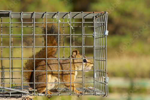 Red squirrel in a live trap, awaiting relocation.