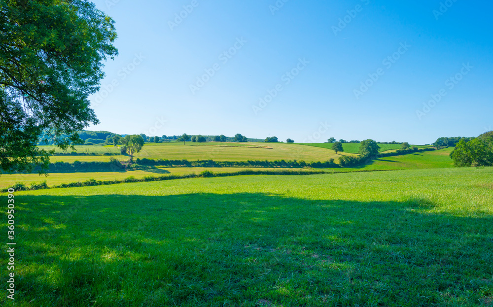 Obraz premium Grassy fields and trees with lush green foliage in green rolling hills below a blue sky in sunlight in summer