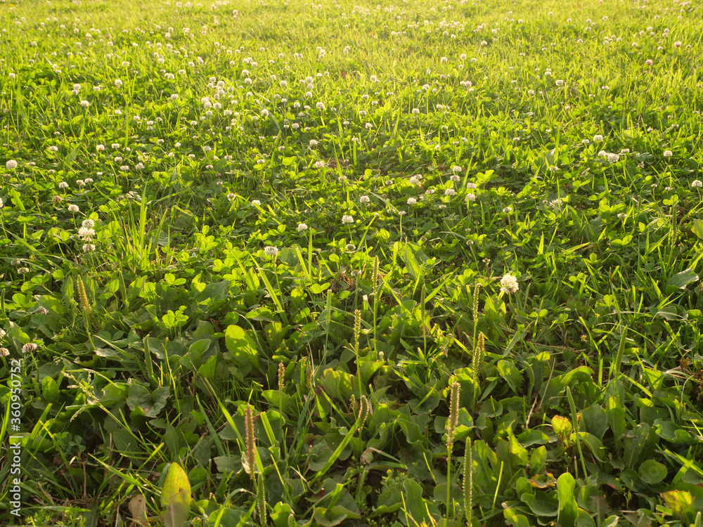 meadow with white flowers under the setting sun, golden hour meadow with white flowers under the setting sun, golden hour