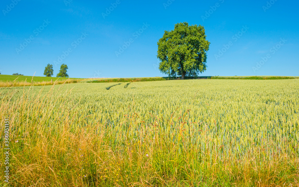 Field with wheat on the slope of a hill below a blue sky in sunlight in summer