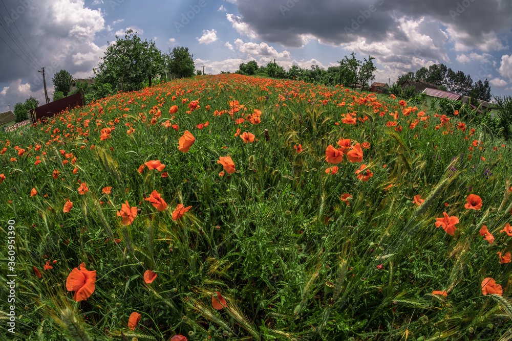 huge field of red poppy flowers huge field of red poppy flowers