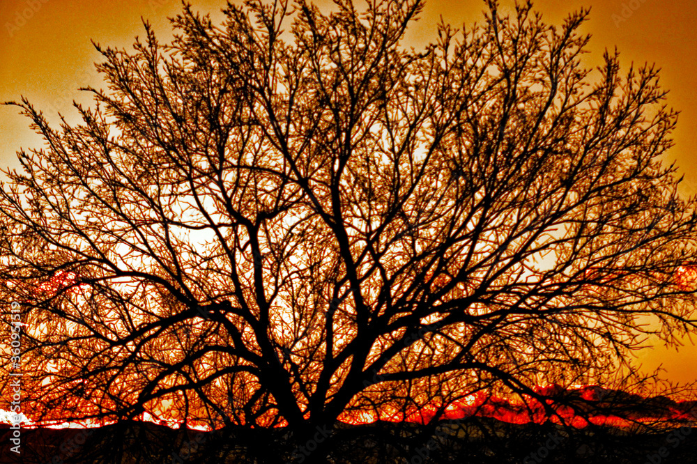 tree sunset tree sunset