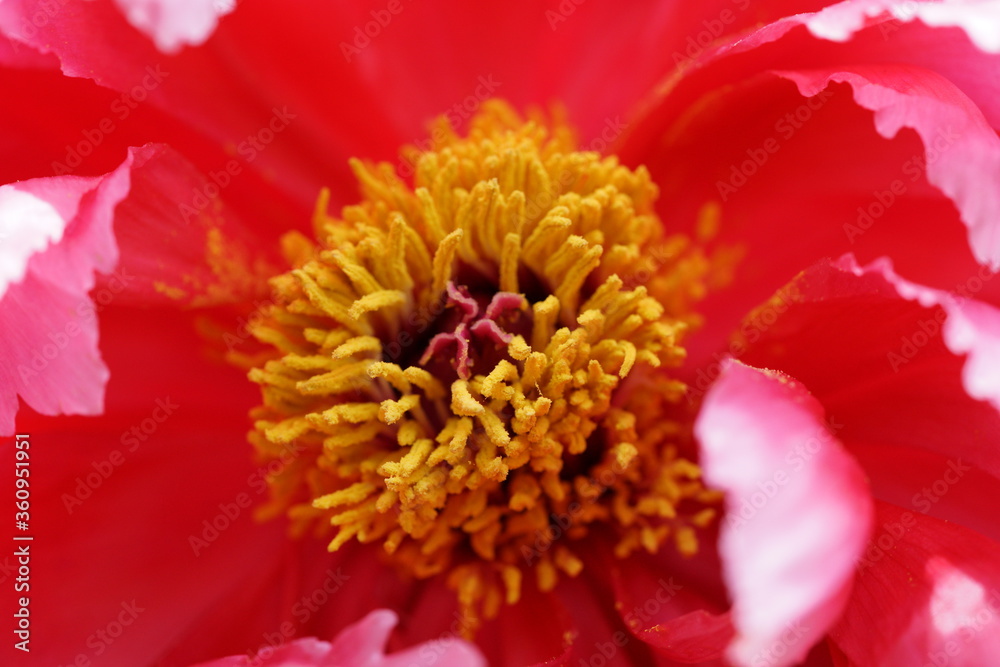 Light Orange Japanese Peony