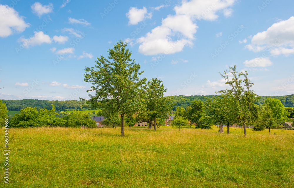 Apple trees in an orchard in a green meadow on the slope of a hill below a blue sky in sunlight in summer