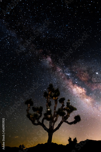 Joshua Tree and Milky Way  © Joram