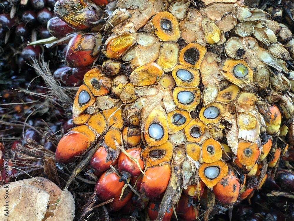 Oil palm fruit (Elaeis guineensis) in the Kalimantan Plantation