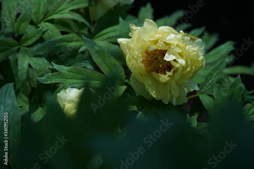 Light Yellow Japanese Peony