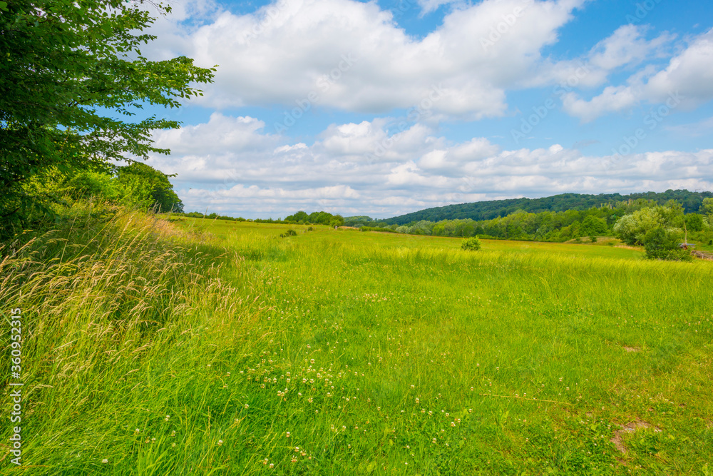 Grassy fields and trees with lush green foliage in green rolling hills below a blue sky in sunlight in summer Grassy fields and trees with lush green foliage in green rolling hills below a blue sky in sunlight in summer