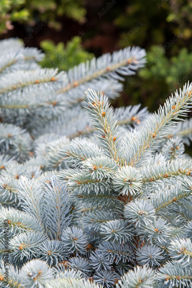 A picture of blue spruce leaves.   Vancouver BC Canada 
