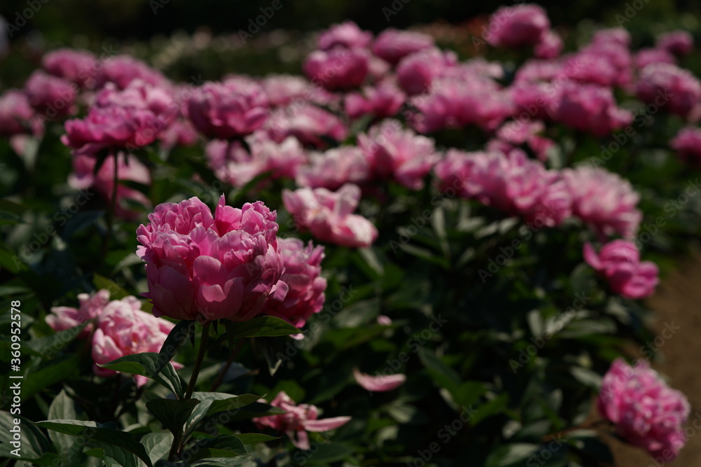 Light Pink Double-Flowered Japanese Peony