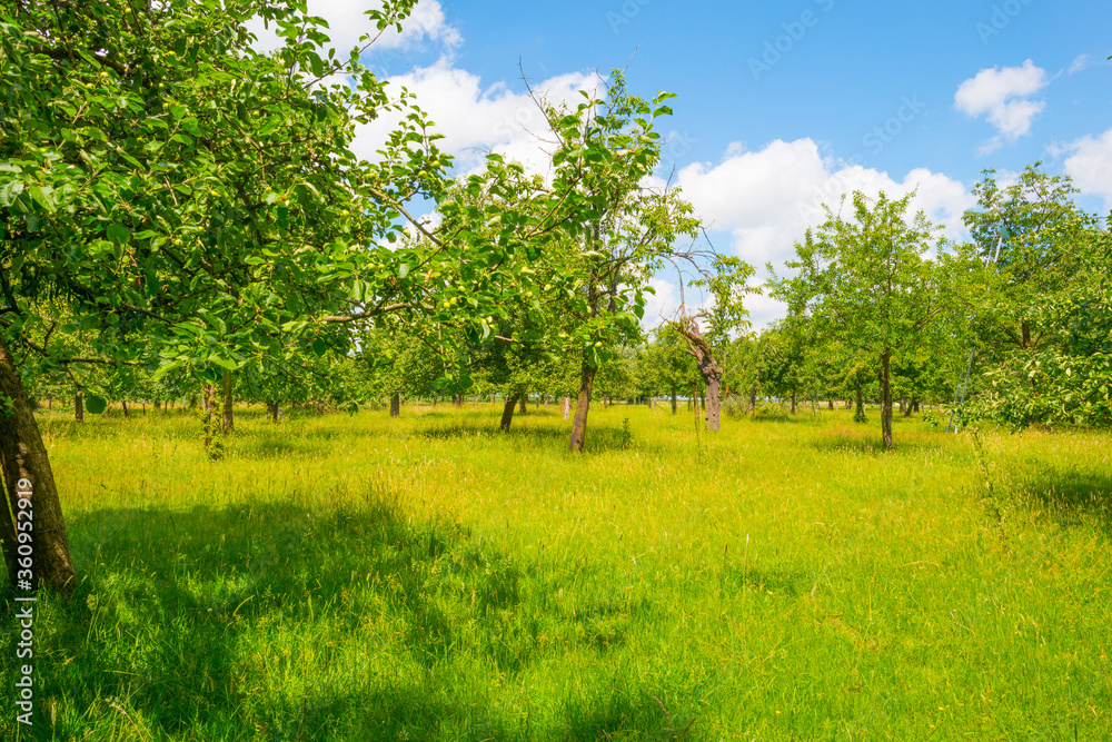 Apple trees in an orchard in a green meadow on the slope of a hill below a blue sky in sunlight in summer