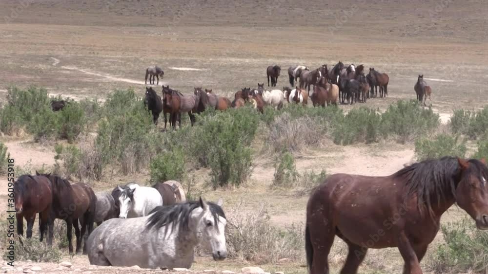 Herd of Wild Horses in the Desert Herd of Wild Horses in the Desert