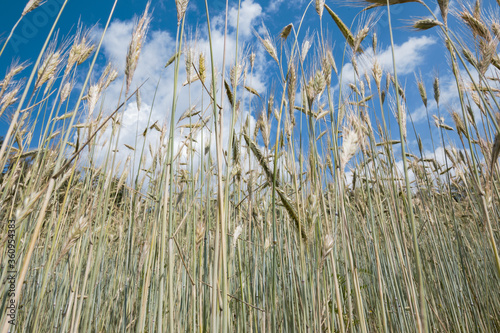 Fototapeta Naklejka Na Ścianę i Meble -  Getreidefeld auf einem Bauernhof, mit blauem Himmel und Wolken.