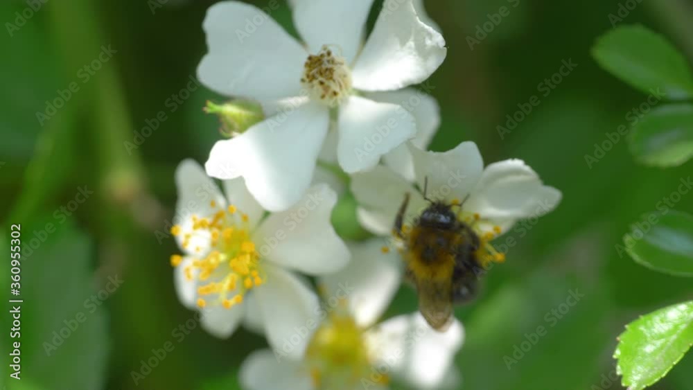 Bumblebee picking nectar from white flowers in 4k slow motion 60fps Bumblebee picking nectar from white flowers in 4k slow motion 60fps