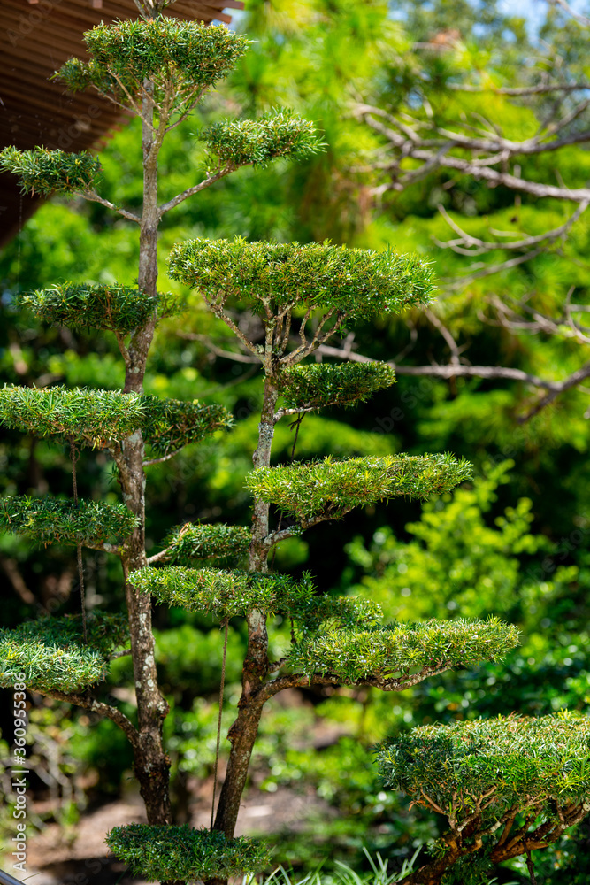 Fototapeta premium Nicely trimmed tree in a Japanese Garden