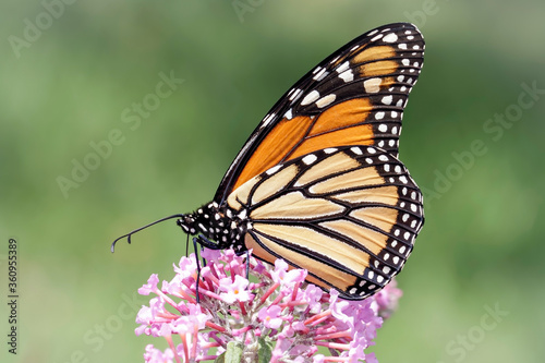 Close Up of a Monarch Butterfly on Pink Blooms of a Butterfly Bush © RR Photos