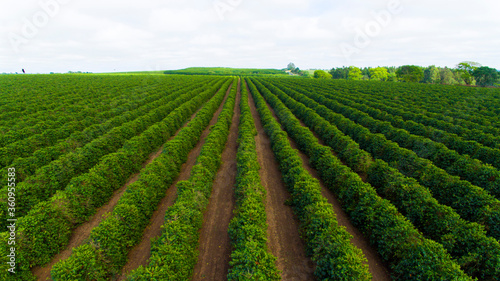 Plantação de café Brasil