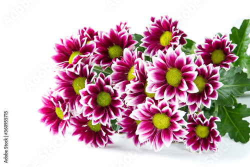 Beautiful fresh pink chrysanthemum, close-up shot, pink daisies flowers.