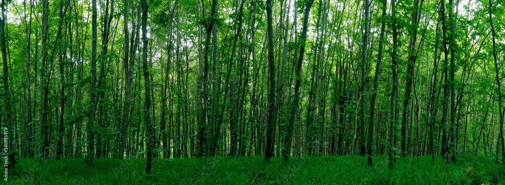 dicht bewachsener europäischer wald als panorama im frühling dicht bewachsener europäischer wald als panorama im frühling