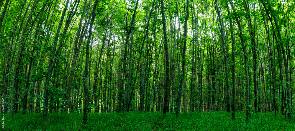 dicht bewachsener europäischer wald als panorama im frühling dicht bewachsener europäischer wald als panorama im frühling