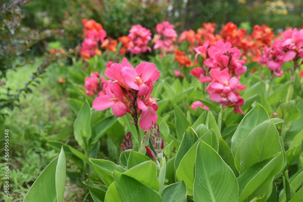 Canna lily is a Cannaceae perennial bulbous plant and tropical plant. Canna lily is a Cannaceae perennial bulbous plant and tropical plant.