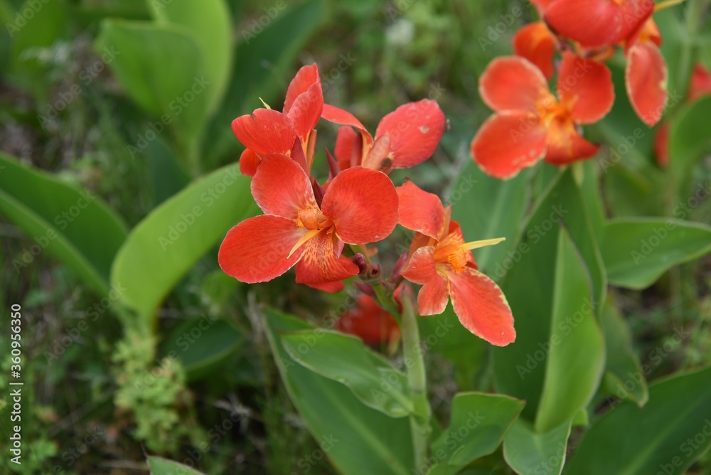 Canna lily is a Cannaceae perennial bulbous plant and tropical plant. Canna lily is a Cannaceae perennial bulbous plant and tropical plant.
